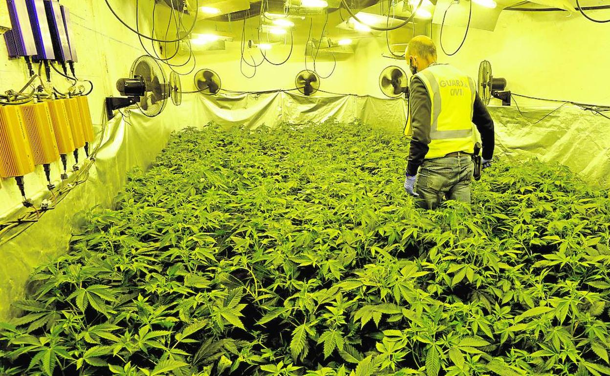 plantacionmarihuana-kwW-U1401216917011b-1248x770@La Verdad.jpg